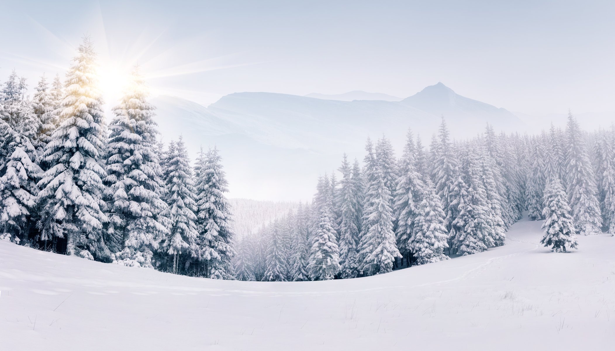 winter landschaft schnee winter weihnachtsbäume