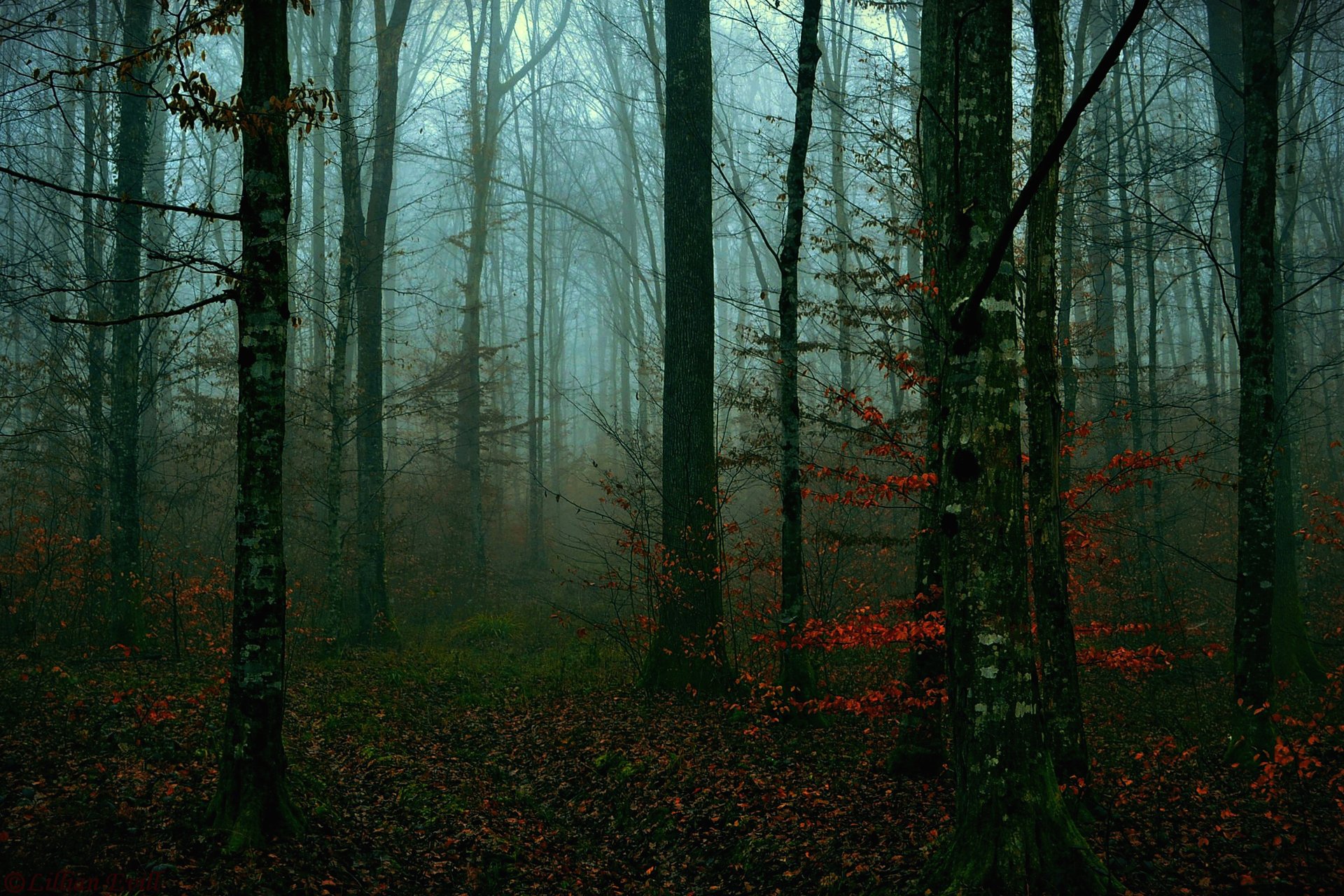 forêt arbres automne soirée feuilles