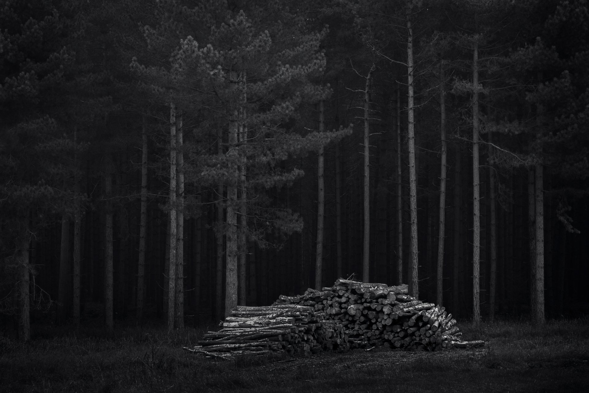 foresta alberi legna da ardere notte buio