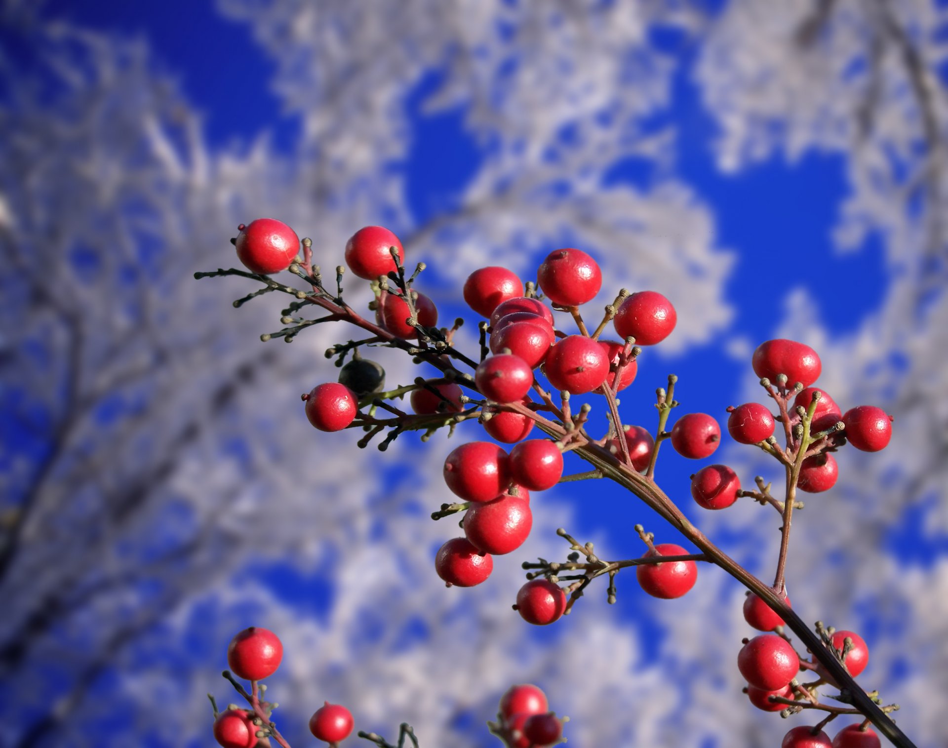 ramo bacche rosso brina inverno autunno alberi