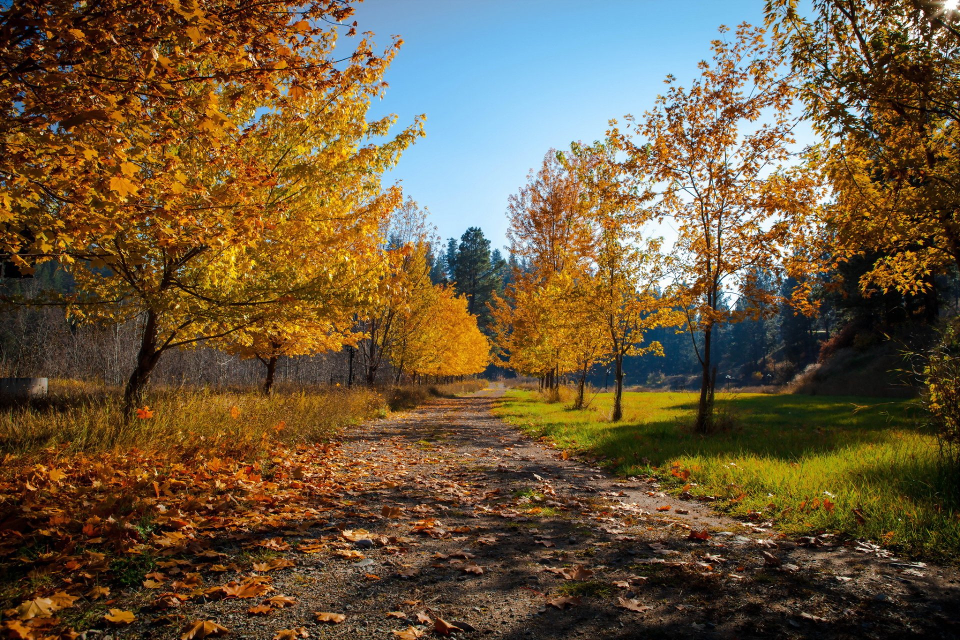 straße bäume natur herbst