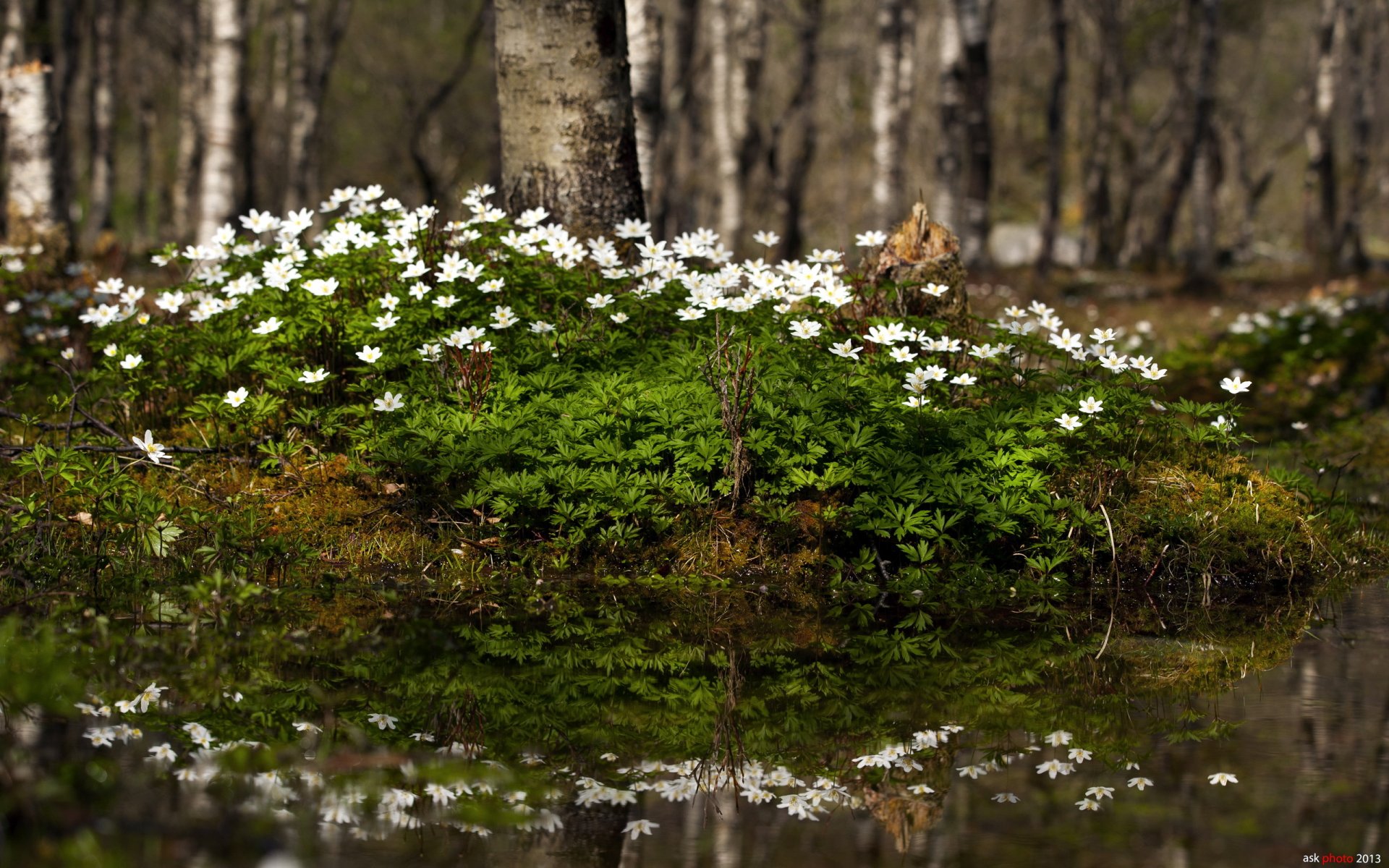 bosque flores naturaleza