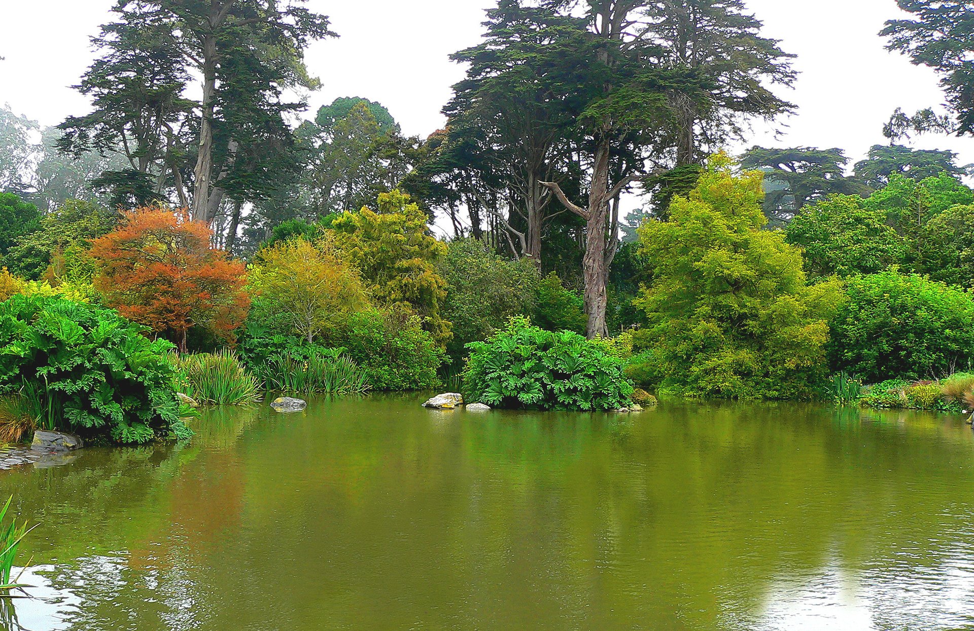 san francisco botanischer garten golden gate park park bäume teich