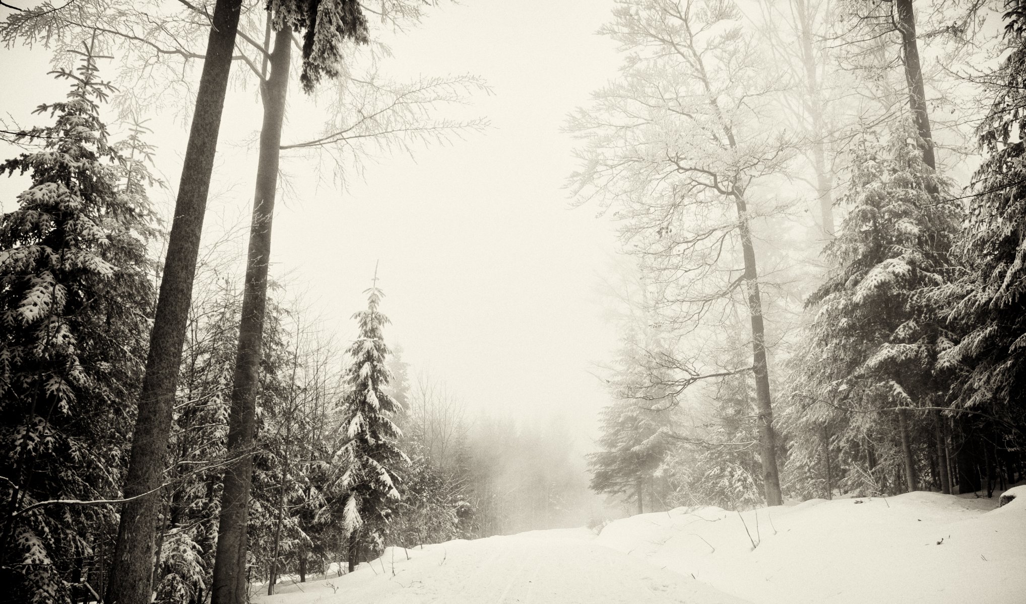 winter forest snow nature winter šumava narodni park šumava