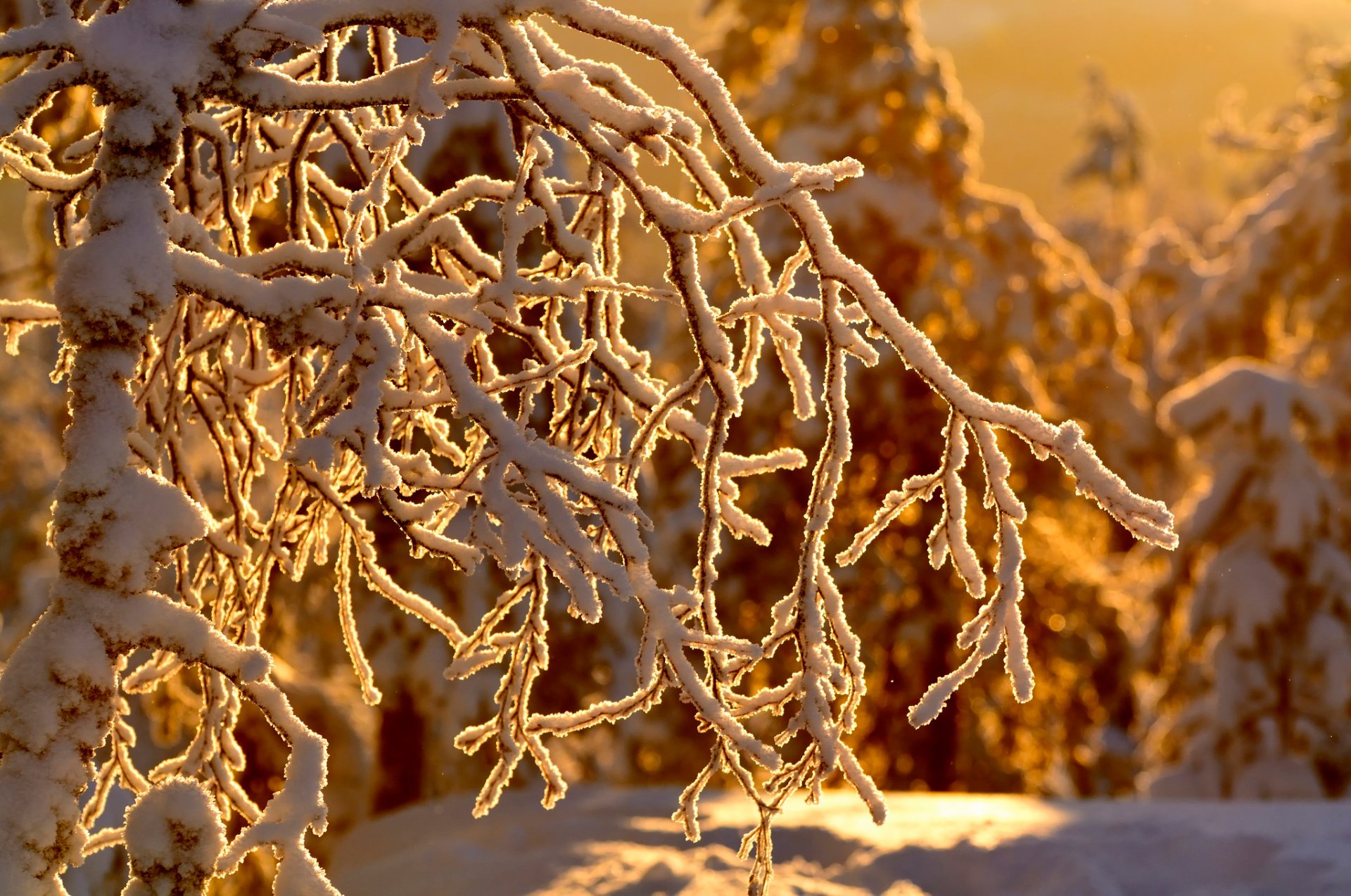 forest winter tree branches snow