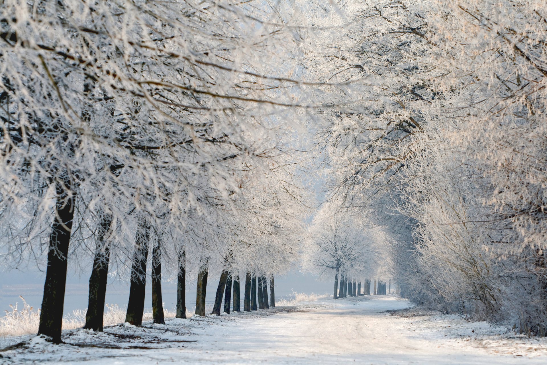 natur winter landschaft bäume schnee