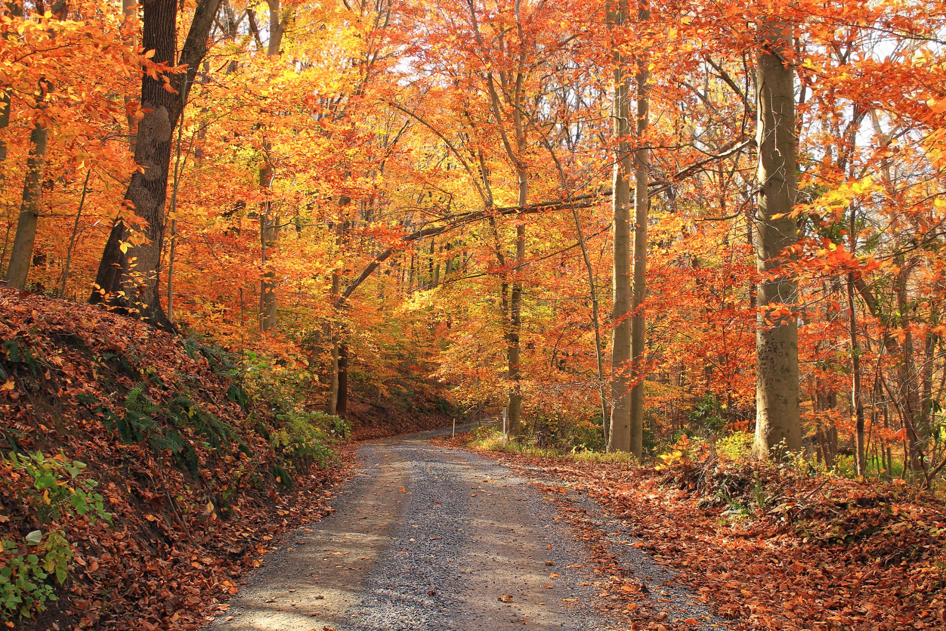 foresta alberi strada autunno foglie