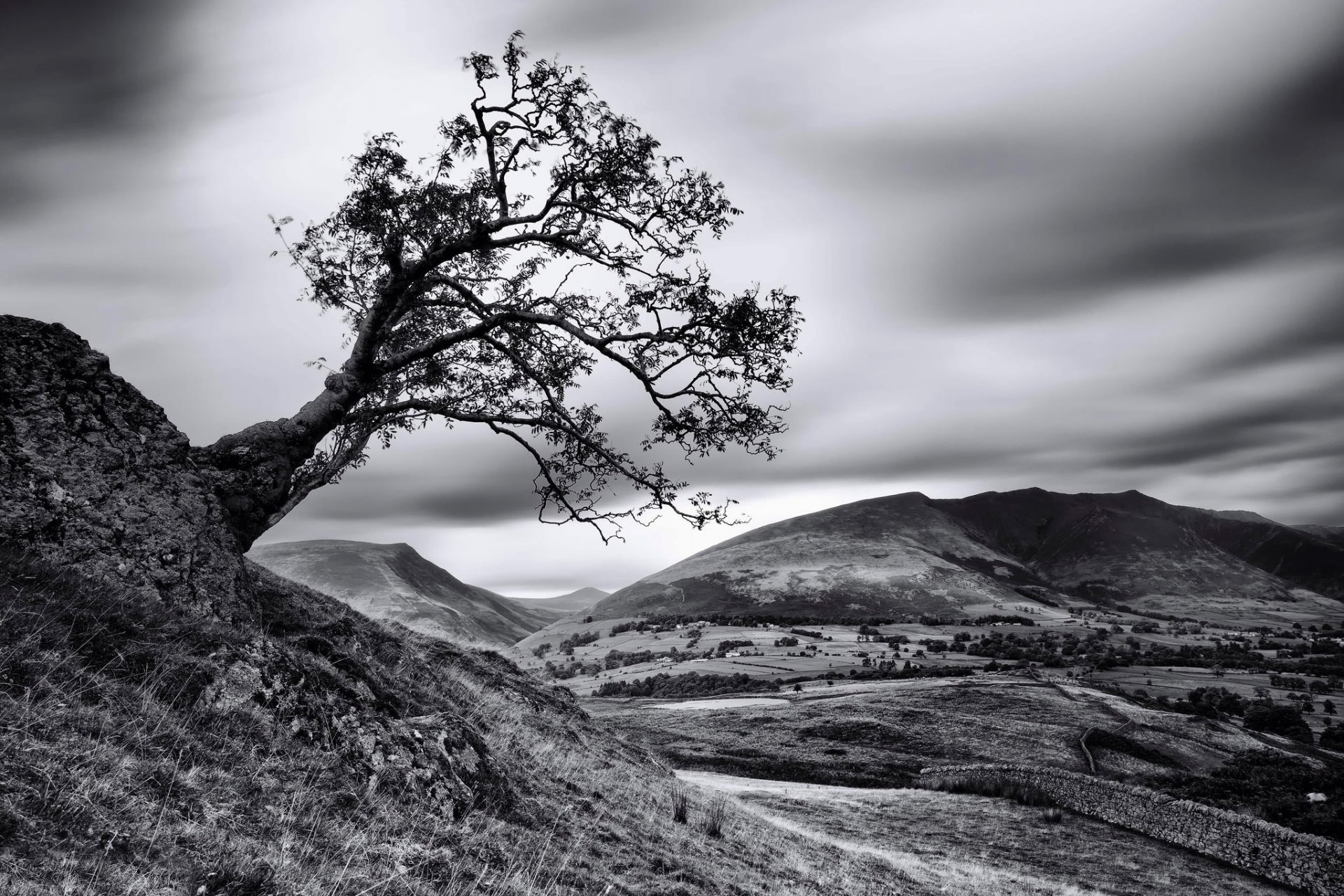 albero pendenza bn