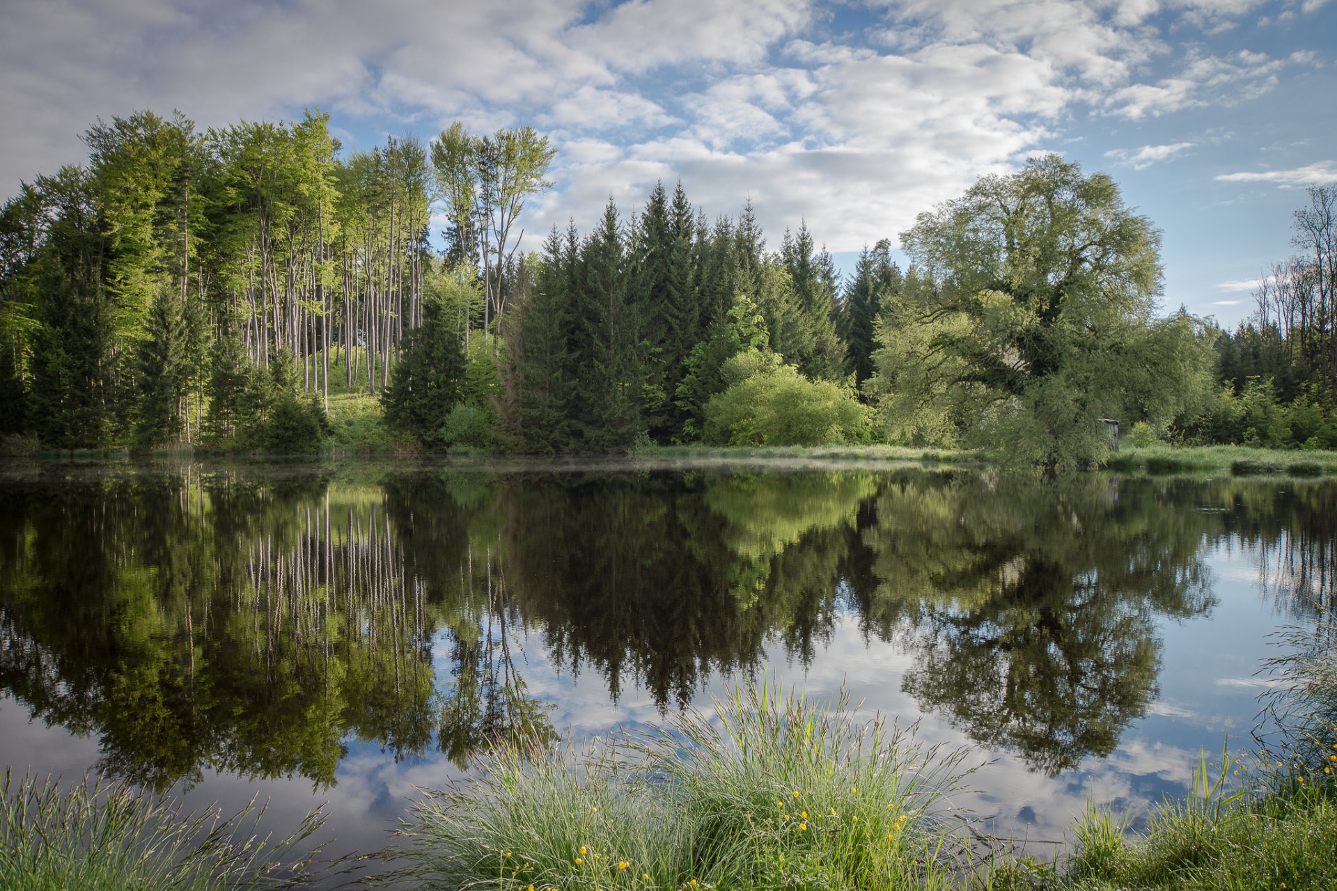 bosque lago reflexión verano