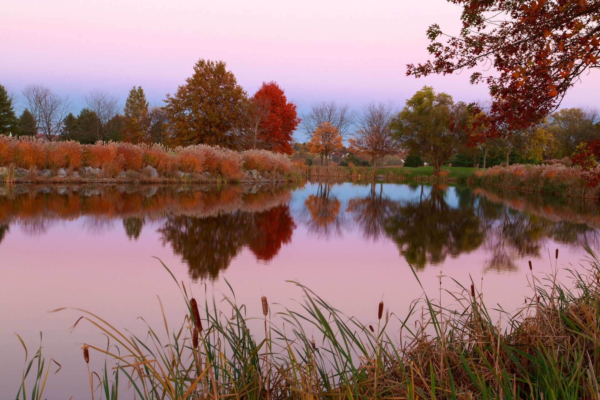 ky tree grass pond autumn