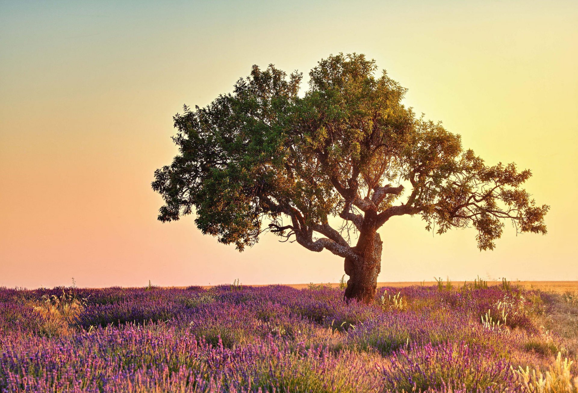 nature arbre champ fleurs lavande été lumière