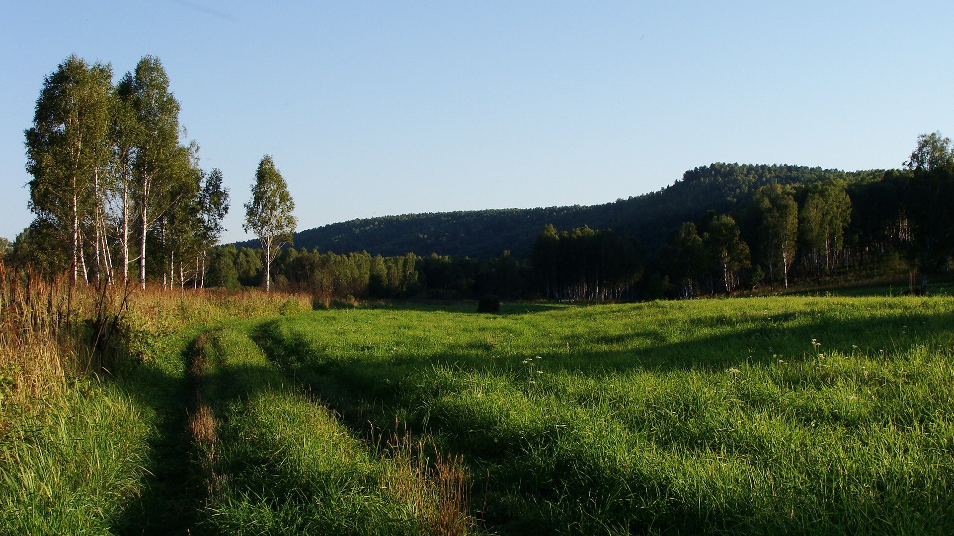 dorga collines été herbe forêt