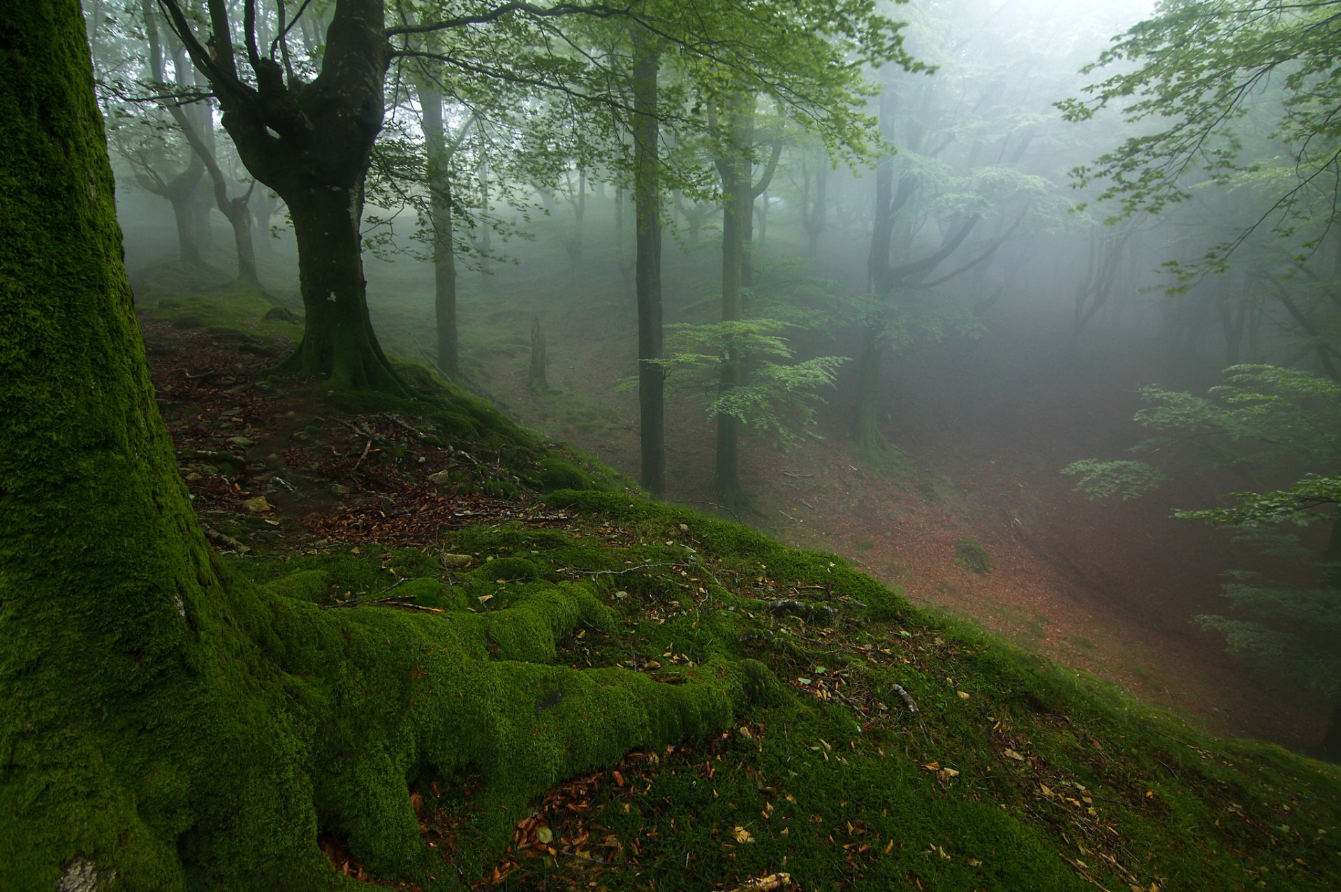 foresta alberi pendenza nebbia muschio autunno