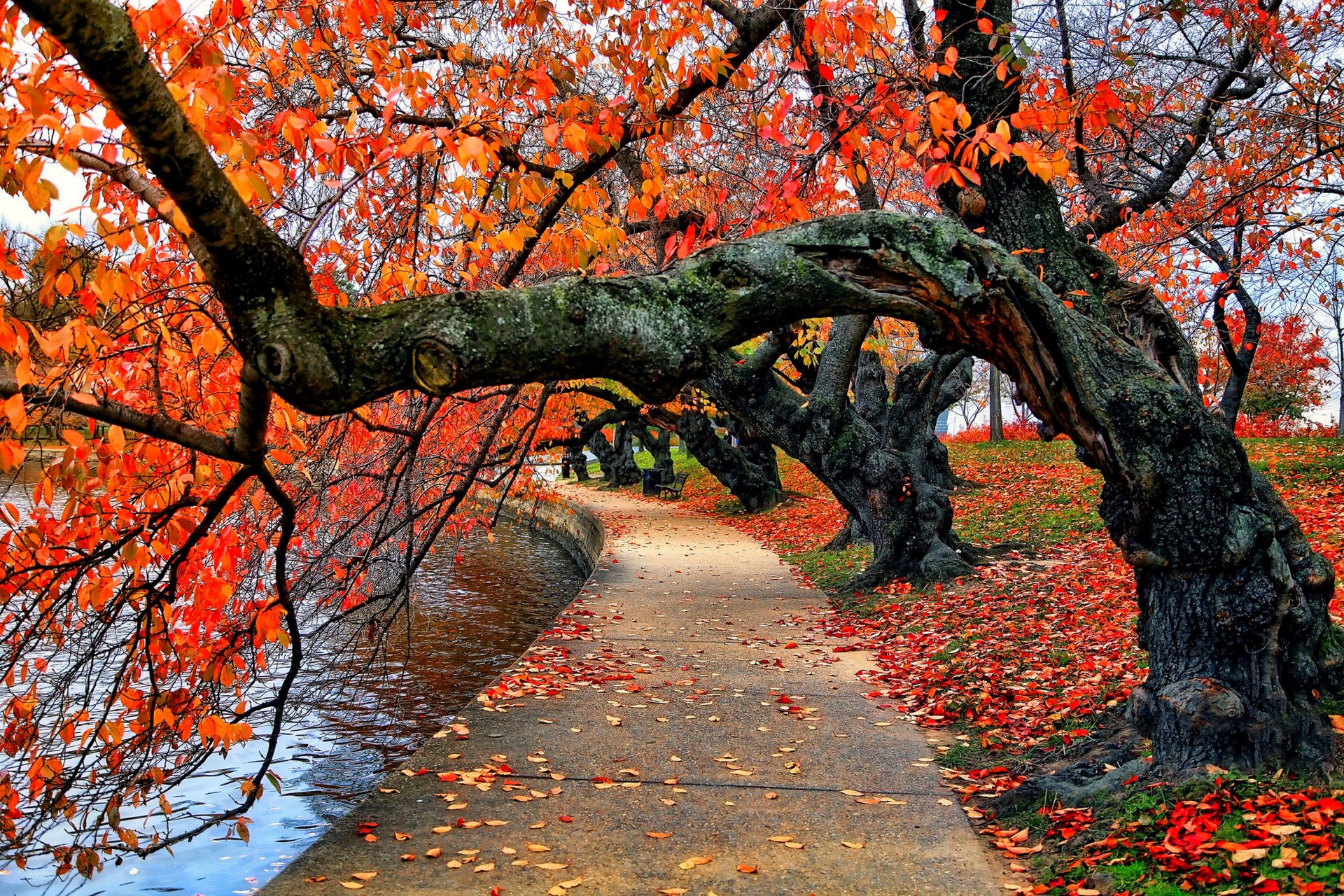 natura fiume poster acqua parco alberi foglie colorato autunno caduta colori passeggiata foresta cielo panchina