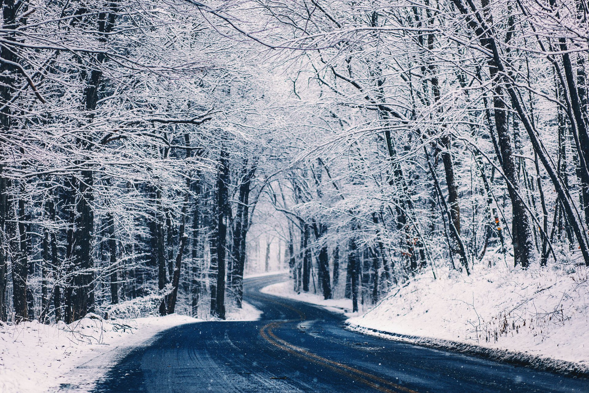 nature route arbres plantation forêt neige hiver