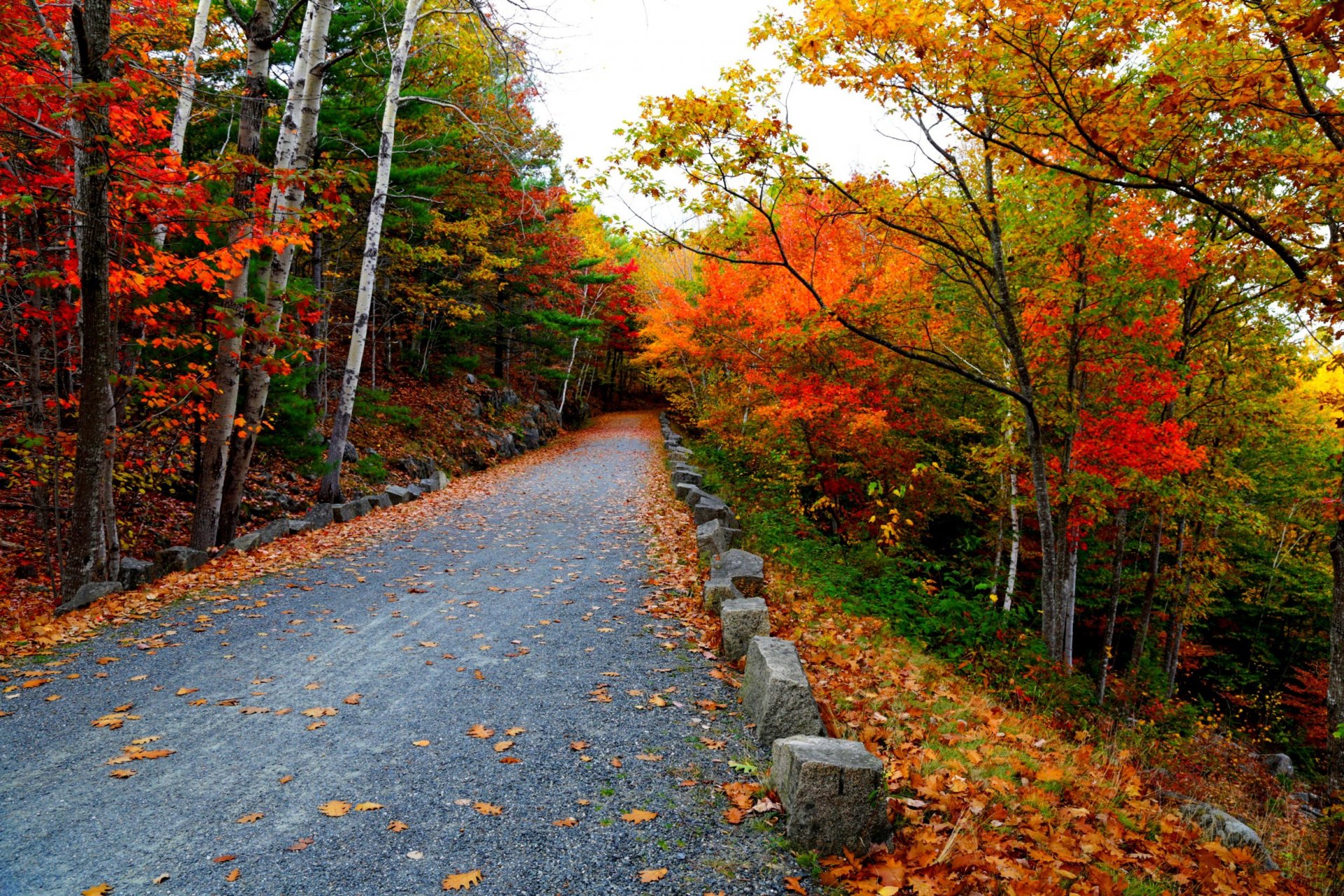 natur bäume berg blätter bunt straße herbst herbst farben zu fuß