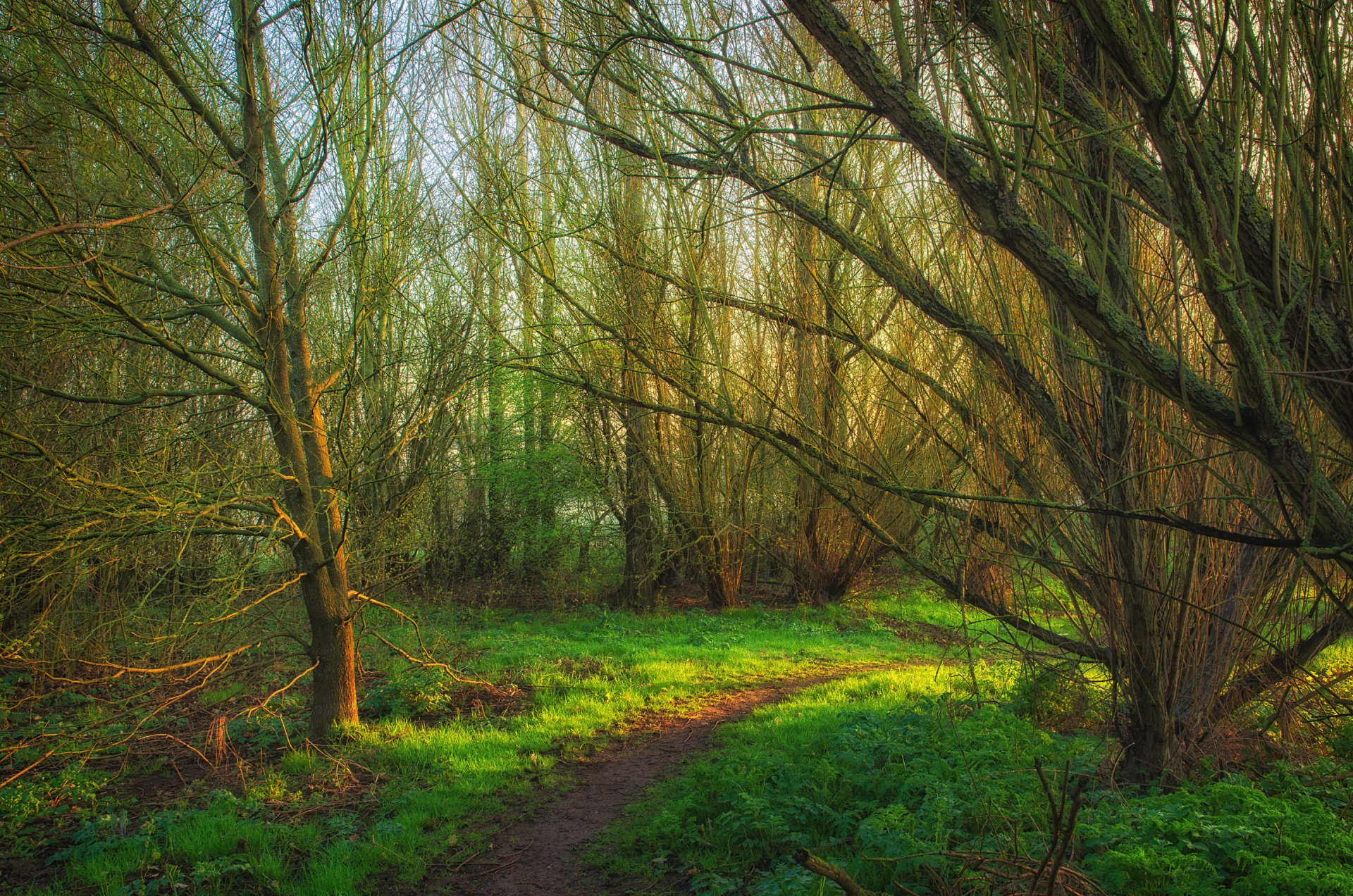 bosque árboles camino hierba primavera