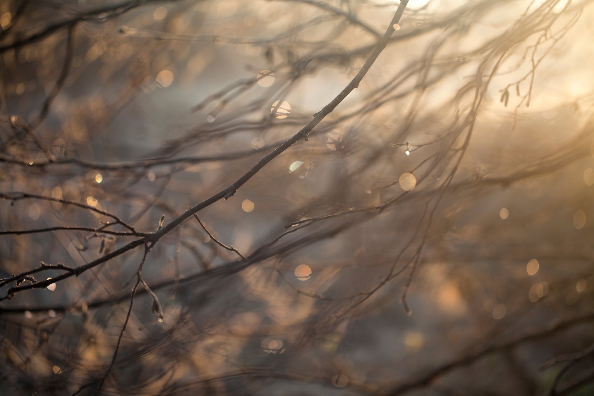 branches gouttes macro