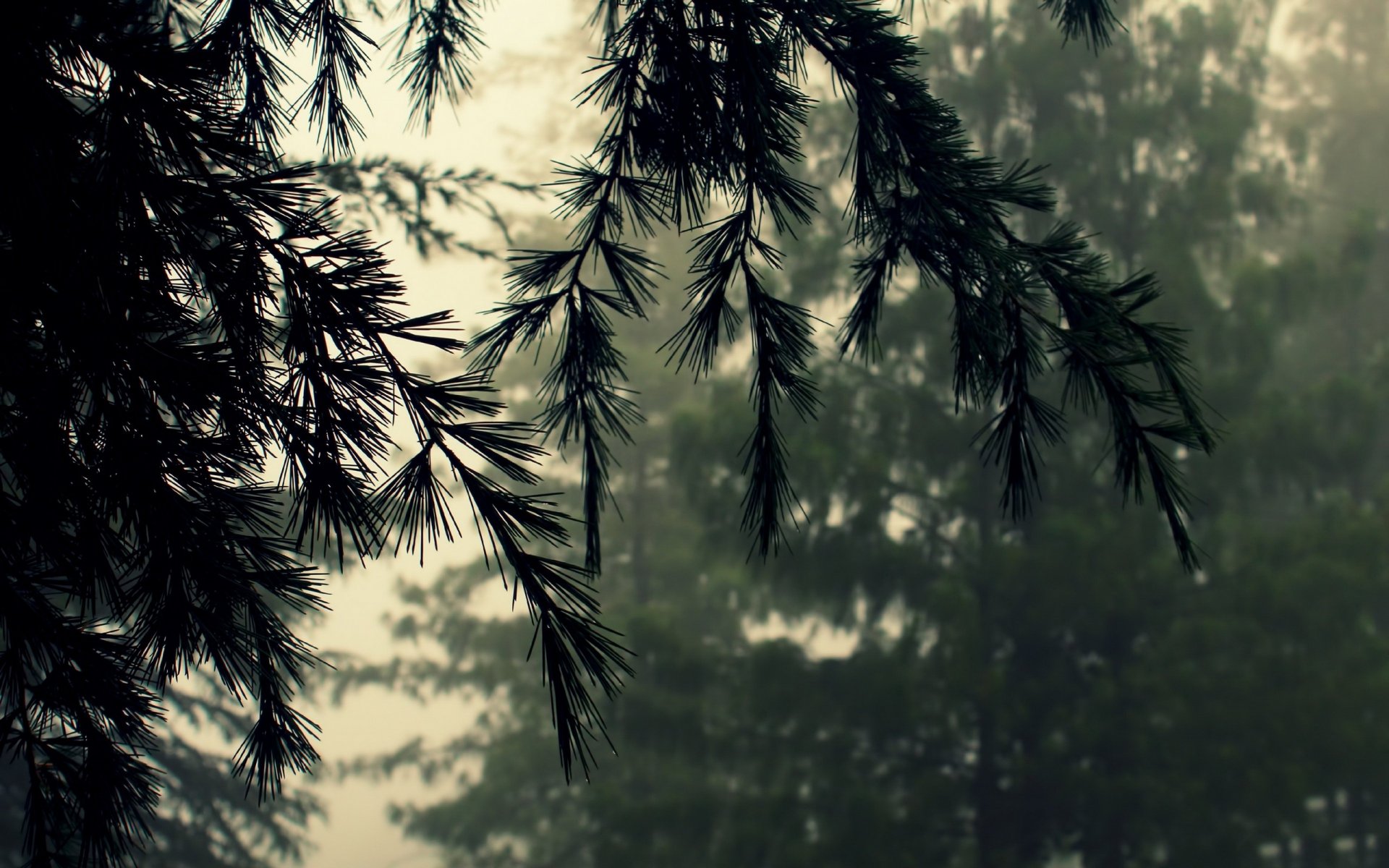 natur makro nadeln zweige tanne zeder wald nebel schlechtes wetter