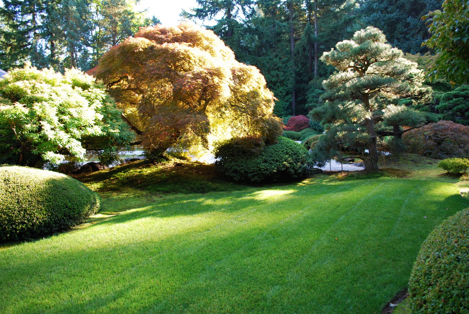 stati uniti giardino portland alberi erba natura foto