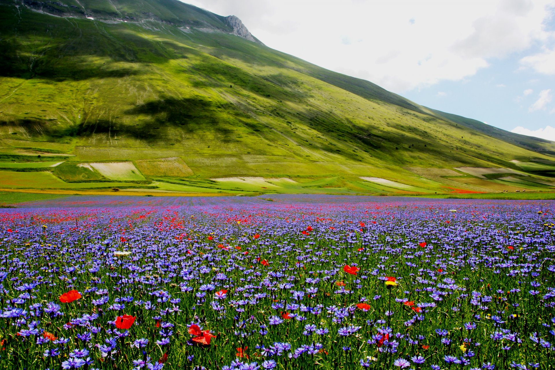 natura collina prato fiori papaveri fiordalisi