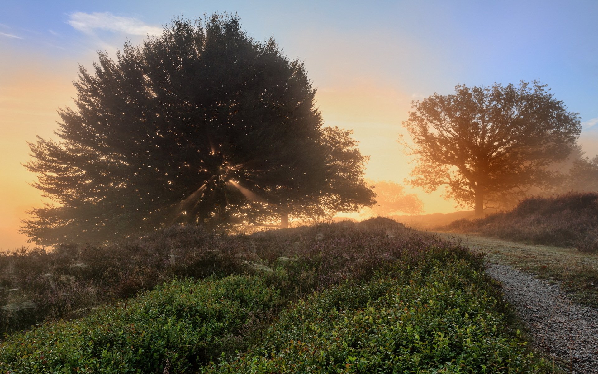 été herbe route arbres matin