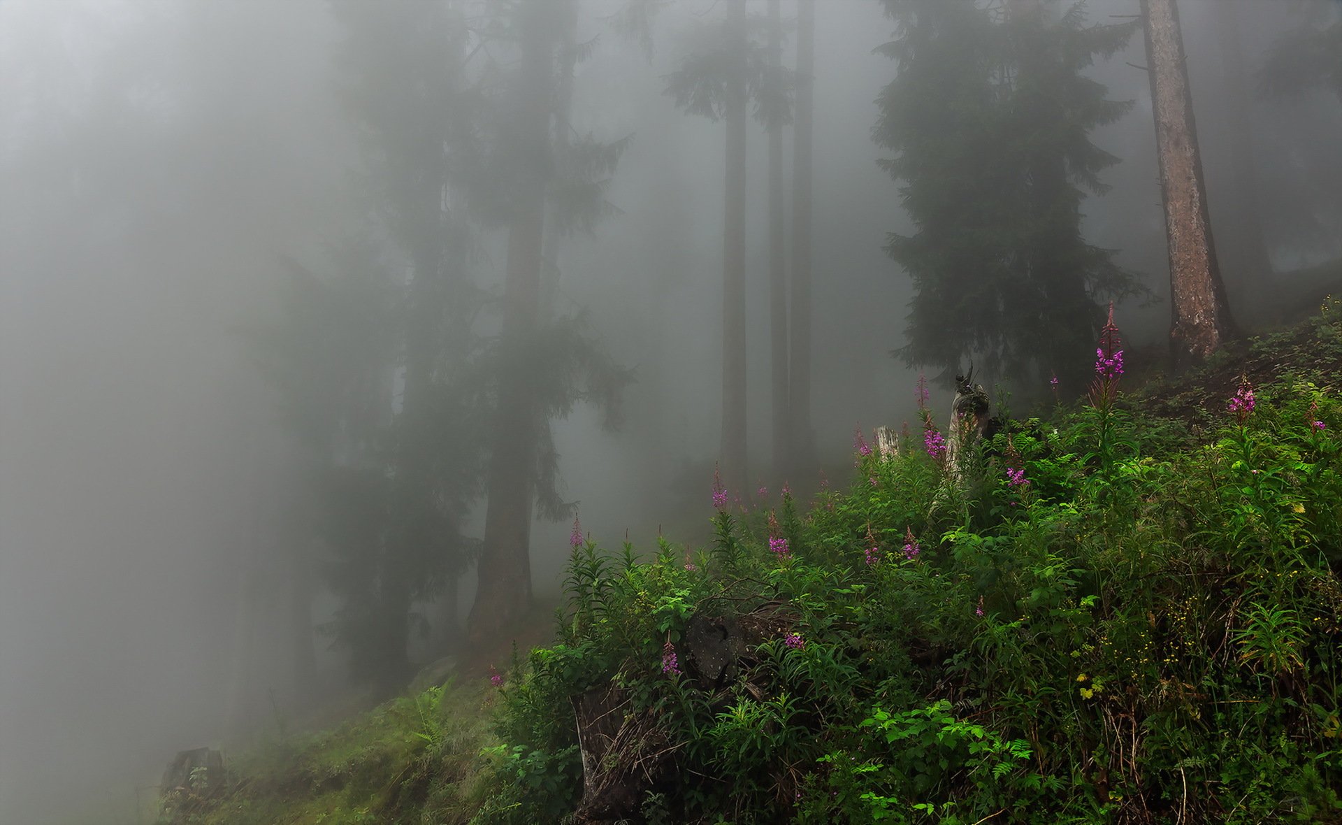 forest fog nature landscape