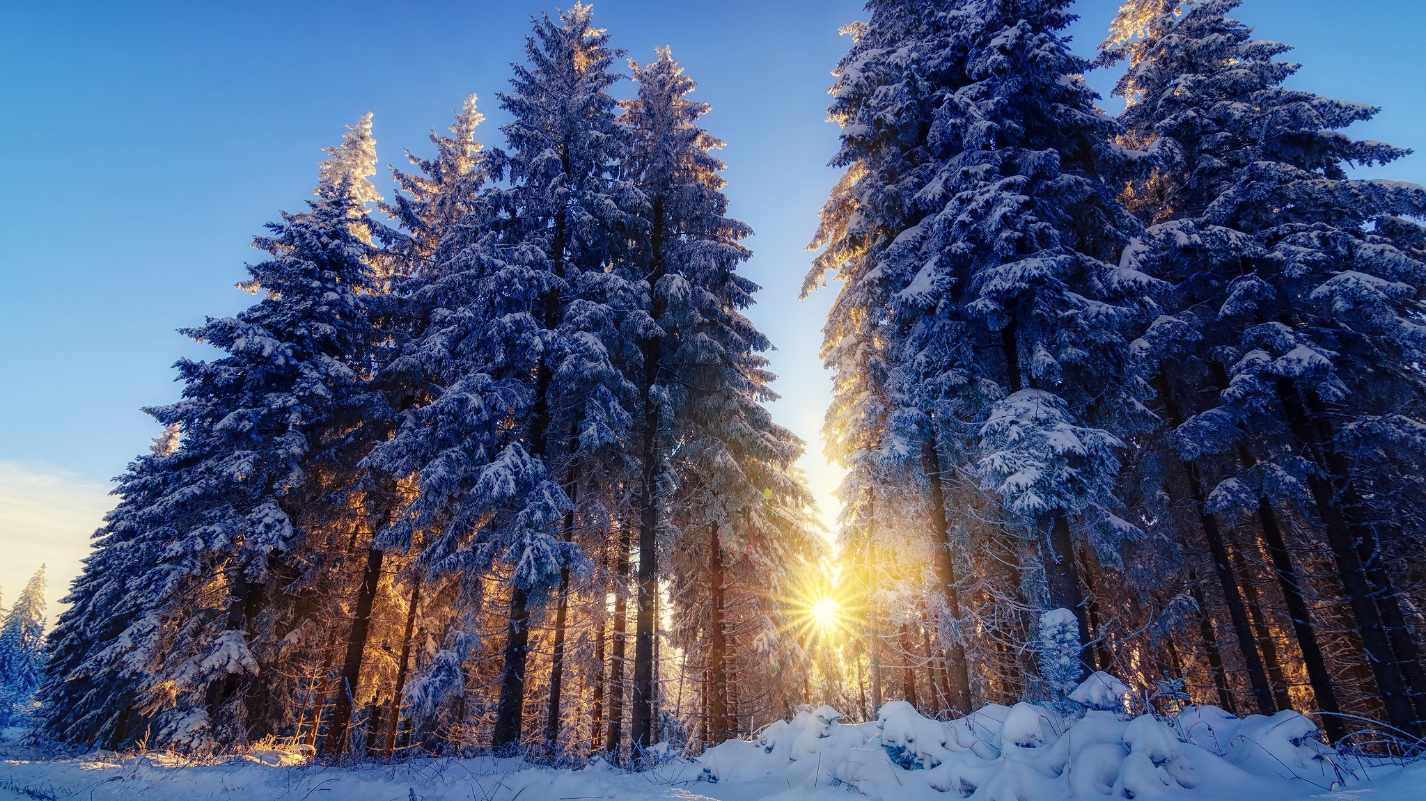 nature winter snow forest tree light sun ray