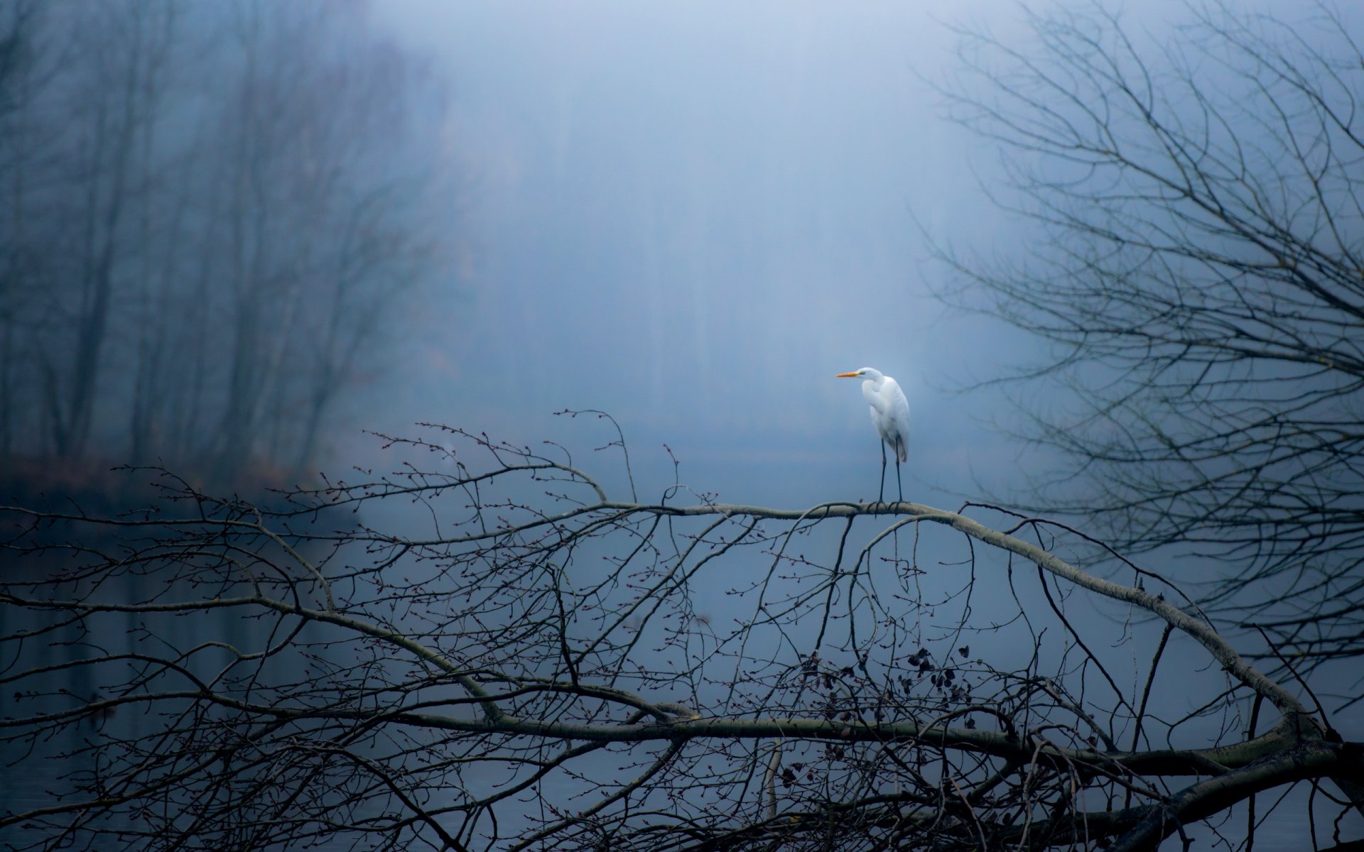 moritzburg ptak jesień natura