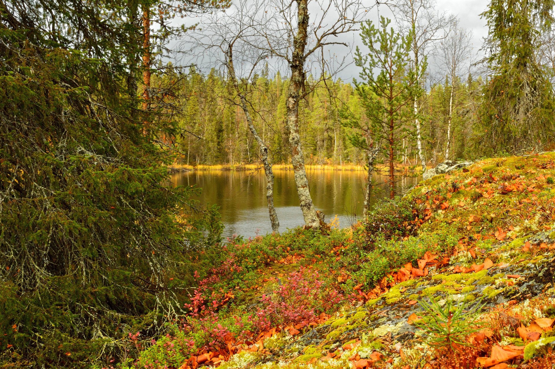 lake pond forest tree leaves autumn foliage