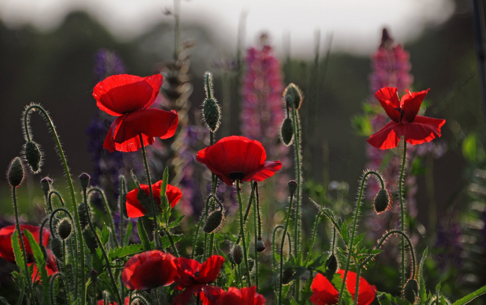 flower poppies petals the field meadow sky night