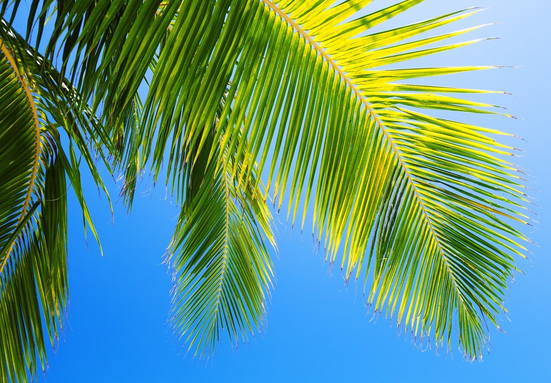 natur palme himmel blau