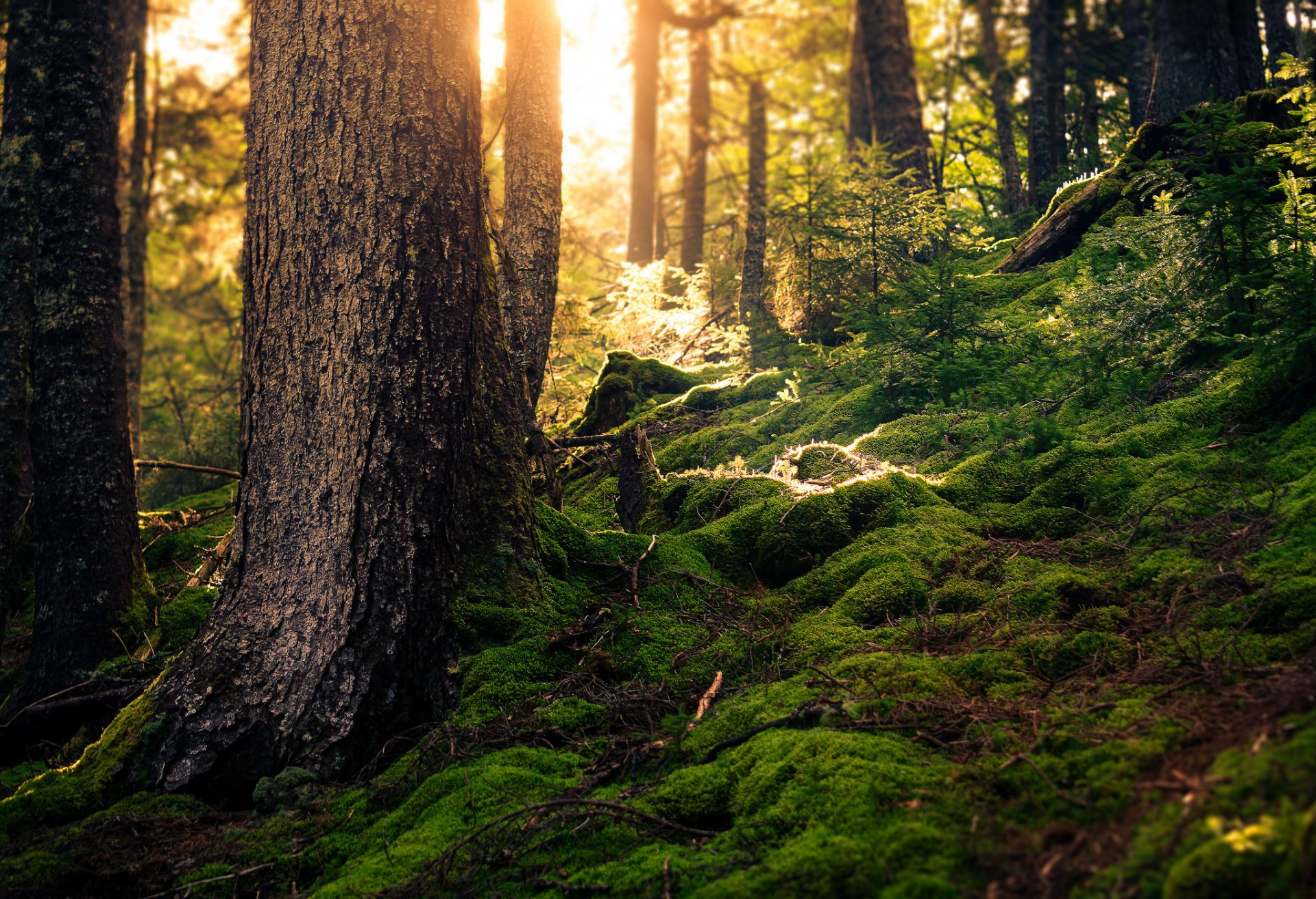 forêt été mousse lumière du soleil