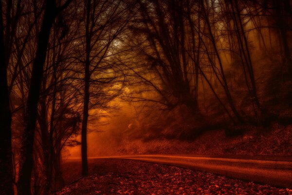 Paisaje de la carretera a través del bosque rojo de otoño
