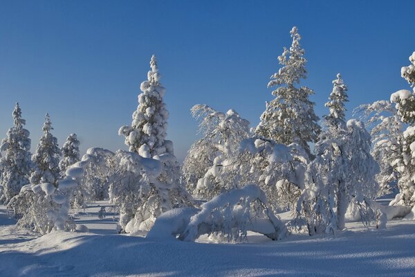 Árboles de Navidad en la nieve en el bosque de invierno