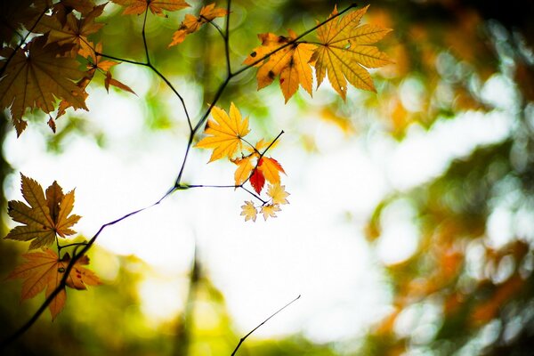 Herbst-Blick auf Laub