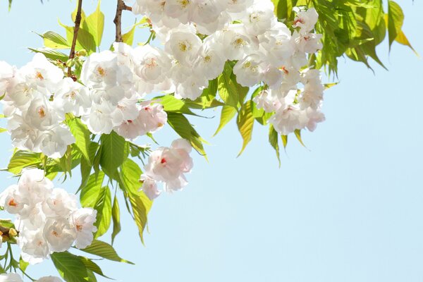 Branches of cherry blossoms against the sky