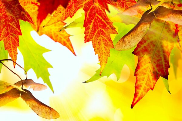 Orange Herbstlaub auf gelbem Hintergrund