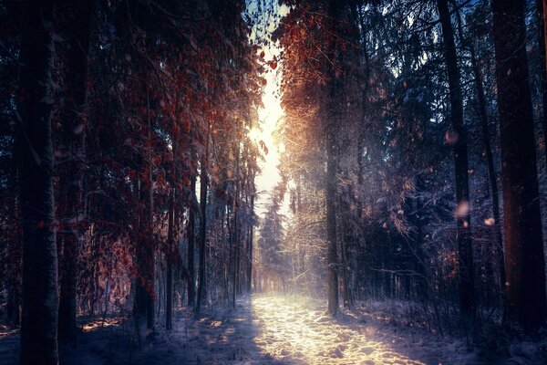 Zimowy las. Promienie słońca