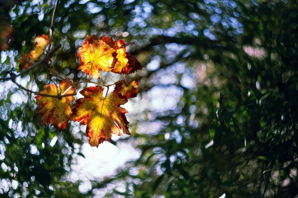 Fallen maple leaves in a puddle