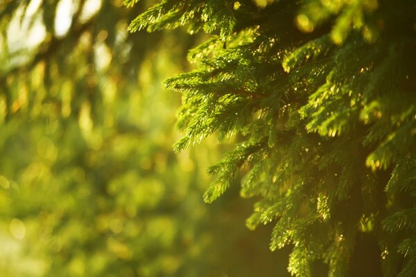 Green forest in the rays of the sun