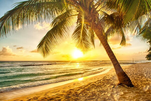 Puesta de sol en la playa, palmeras y mar