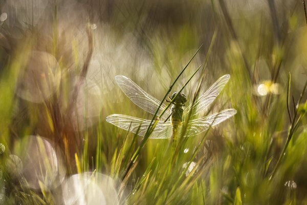 Insects on the grass in the rays of the summer sun