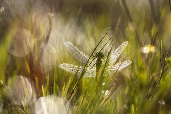Insectos en la hierba en el sol de verano