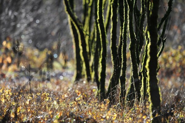 Autumn trees in dew