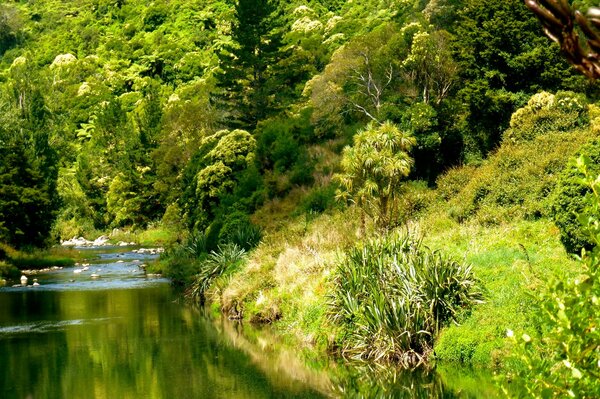 Summer forest on the river bank