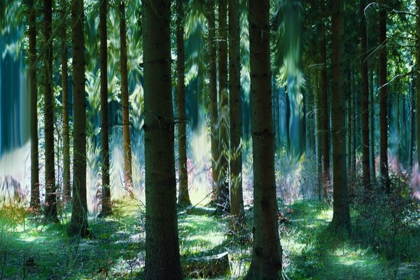 Misterioso bosque mágico con árboles