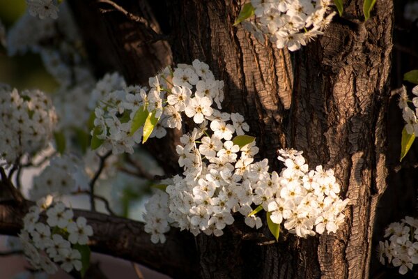 The first spring buds have blossomed