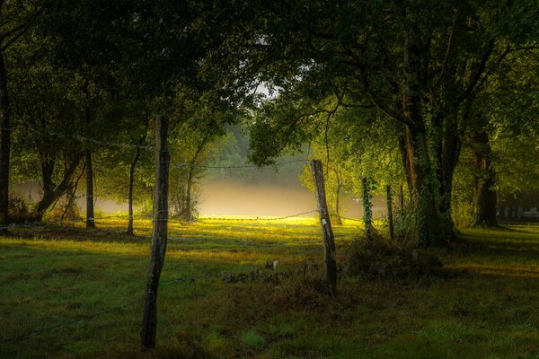 Sommermorgennebel im Park