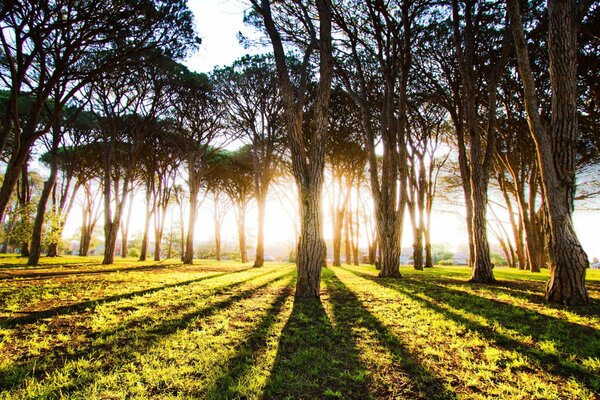 Los rayos del sol de la mañana se abren paso a través de los troncos de los árboles